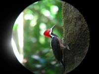 Woodpecker